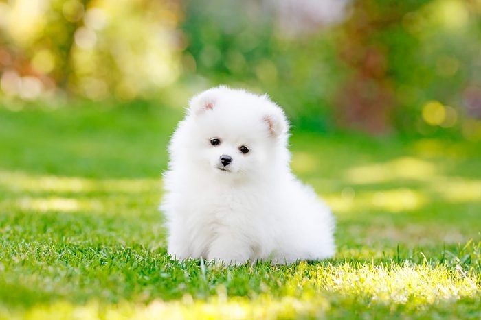 Cute puppy