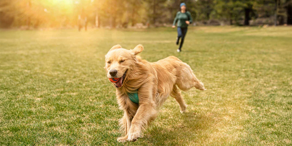 Dog enjoying outdoors
